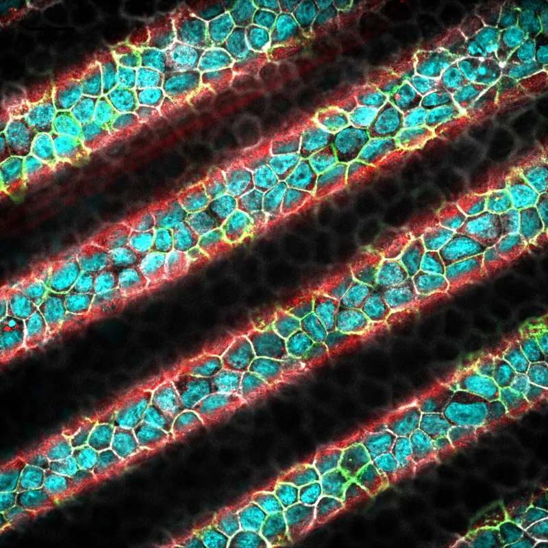 Confocal image of an epithelium on a curved substrate