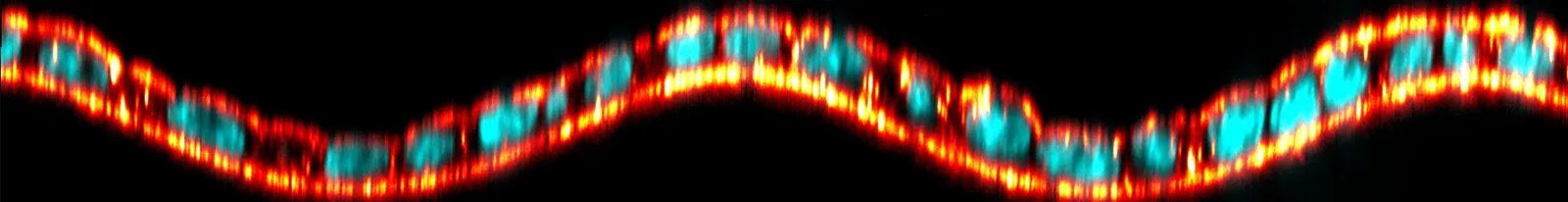 Cross-section of an epithelium on a wavy substrate showing thickness variations