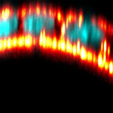 Cross-section of an epithelium on a wavy substrate, fluorescence microscopy