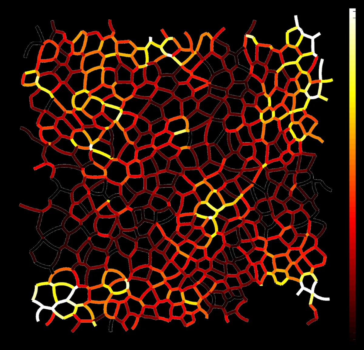 Network of cell junctions in an epithelial monolayer, each junction coloured by its inferred tension, from dark red for low to white for high
