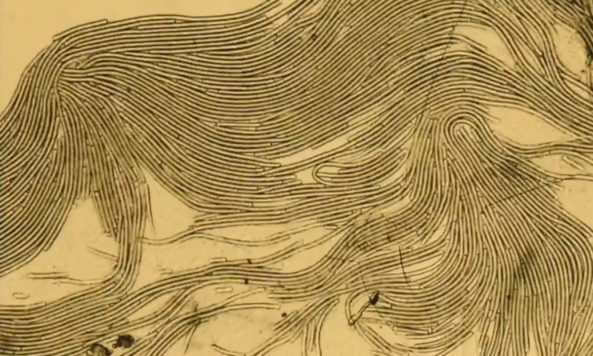 Dense bundles of filamentous Oscillatoria princeps cyanobacteria aligned into swirling, fingerprint-like patterns