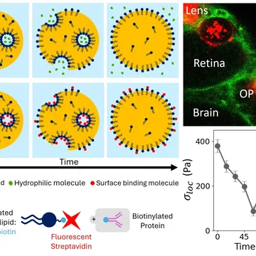 Ferrofluid droplets deformed inside a tissue, acting as stress sensors
